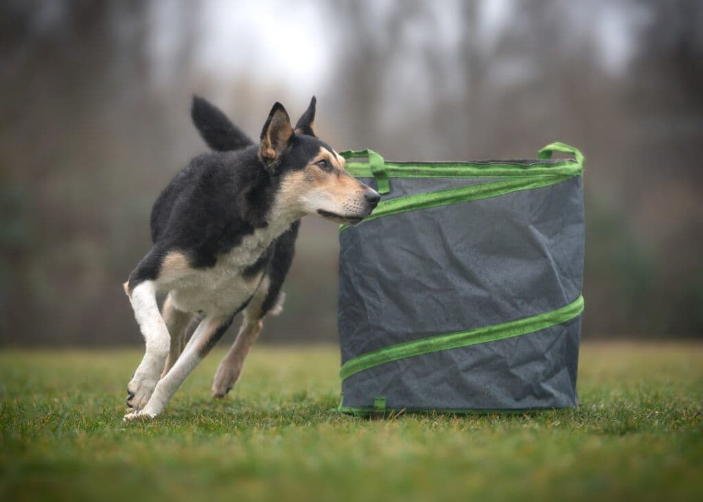Agility Grundkurs Training