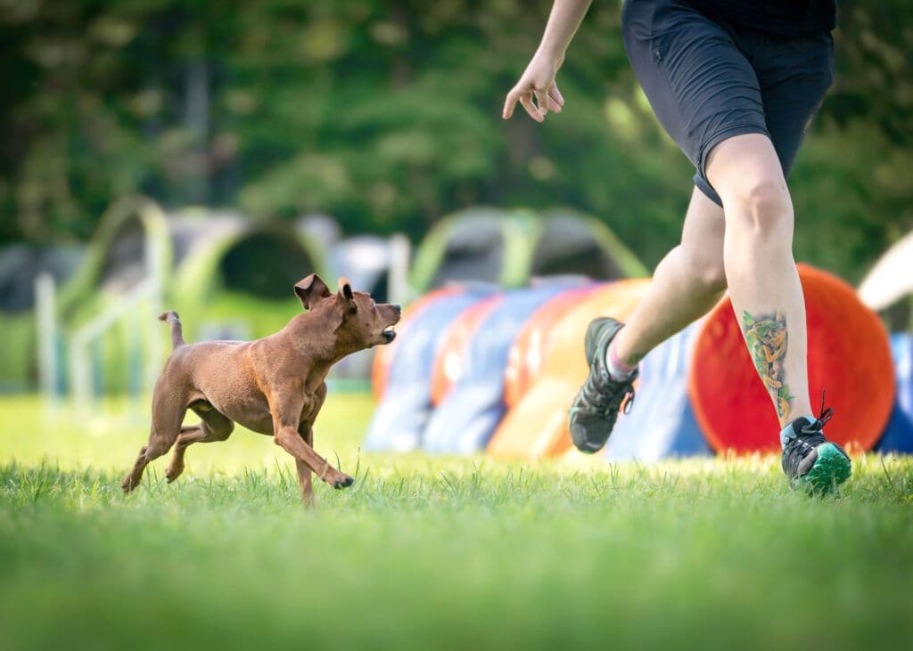 Hund springt über Agility-Hürde
