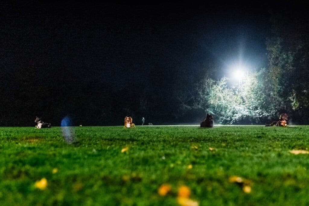 Obedience Gruppe – Distanzkontrolle beim PHV Karlsruhe