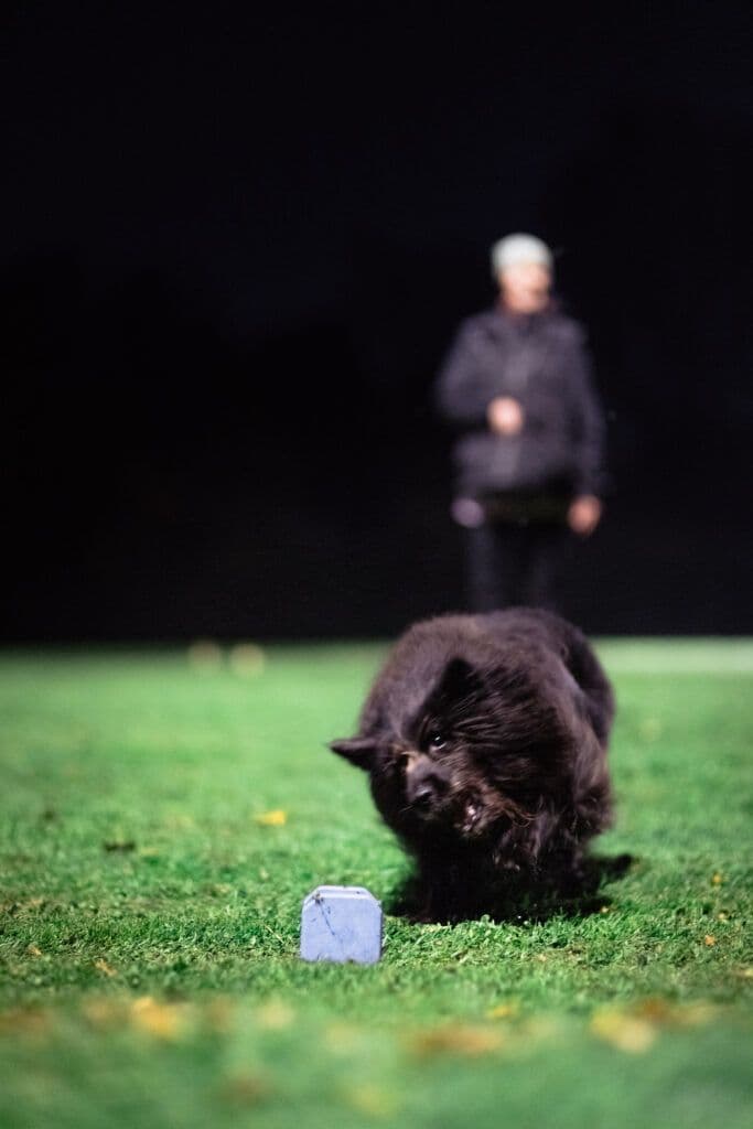 Obedience – Geruchsunterscheidung beim PHV Karlsruhe